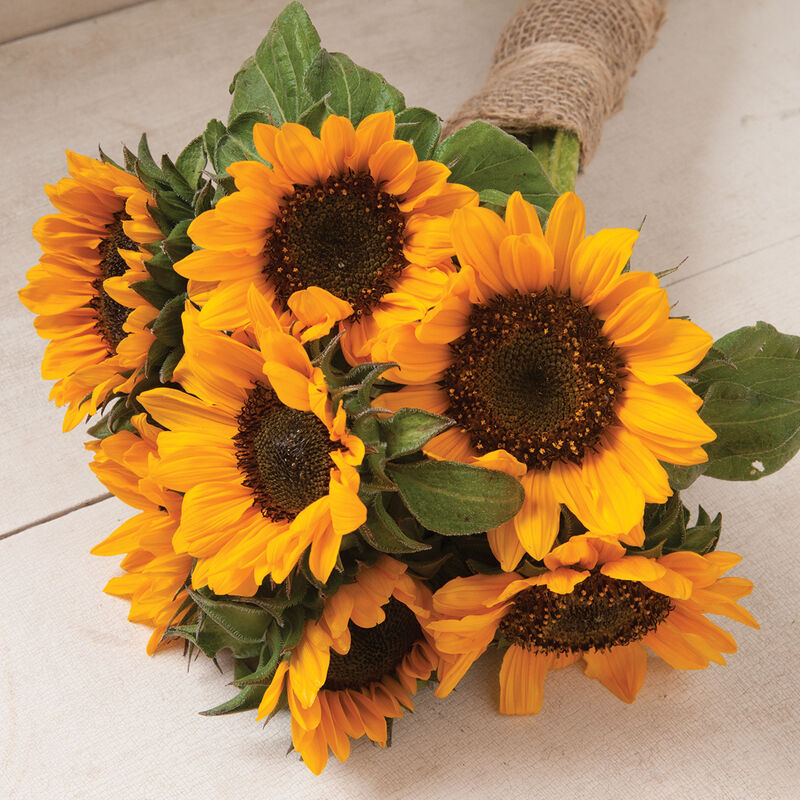 Sun Flower