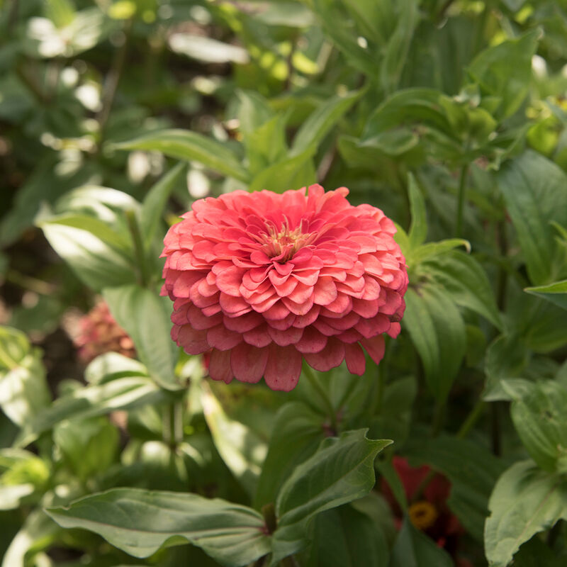 Zinnia