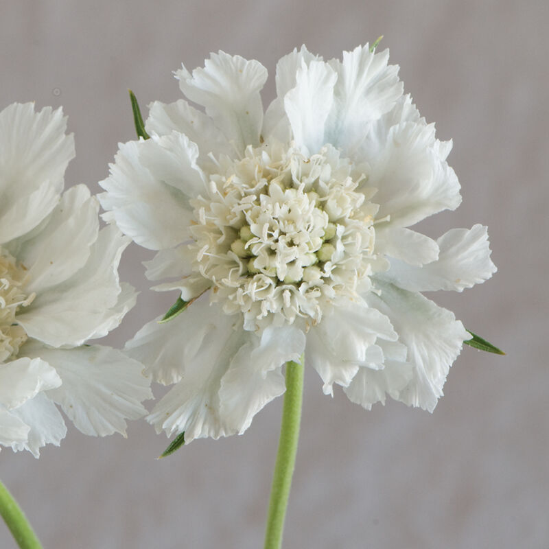 Scabiosa