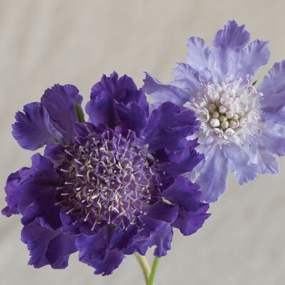 Scabiosa