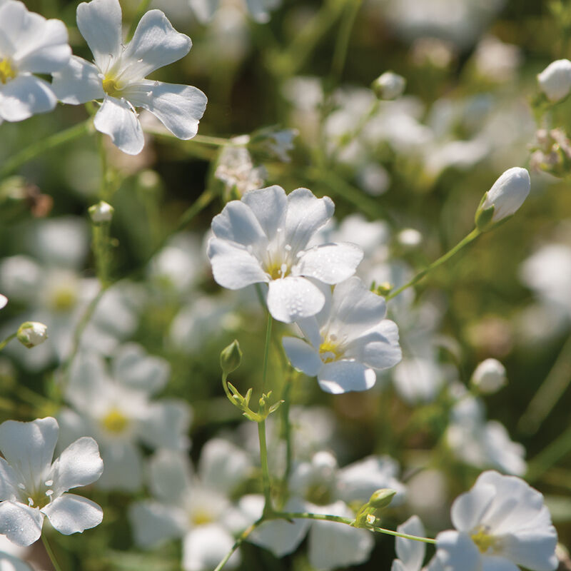 Gypsophila