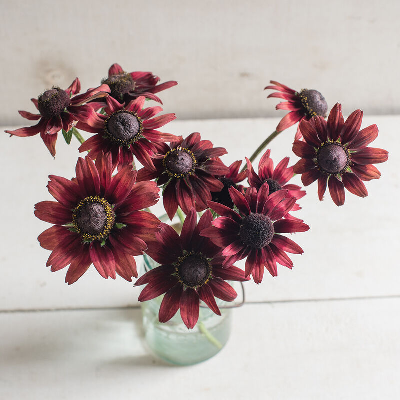 Rudbeckia hirta