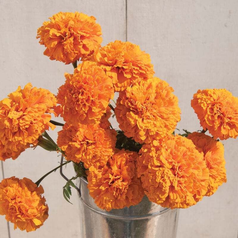 Marigold
