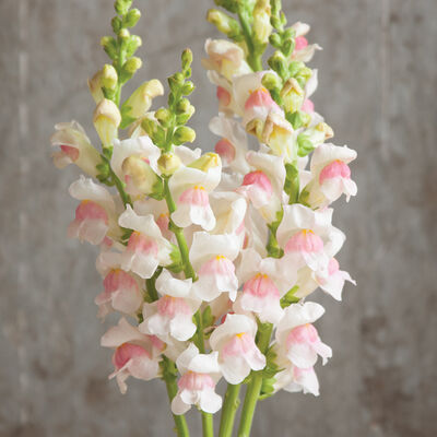 Snapdragon