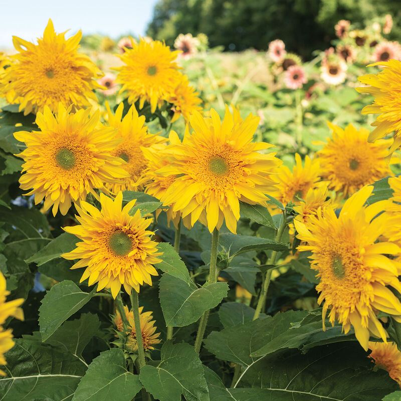 Sun Flower