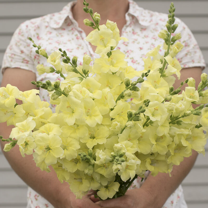 Snapdragon