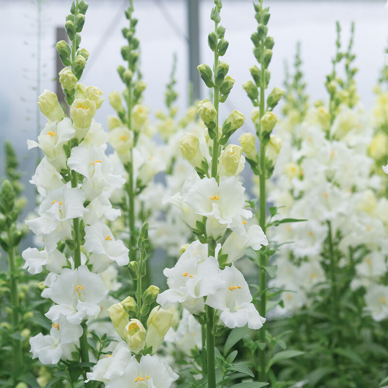 Snapdragon