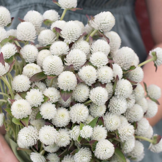 Globe Gomphrena