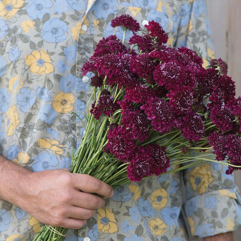 Scabiosa