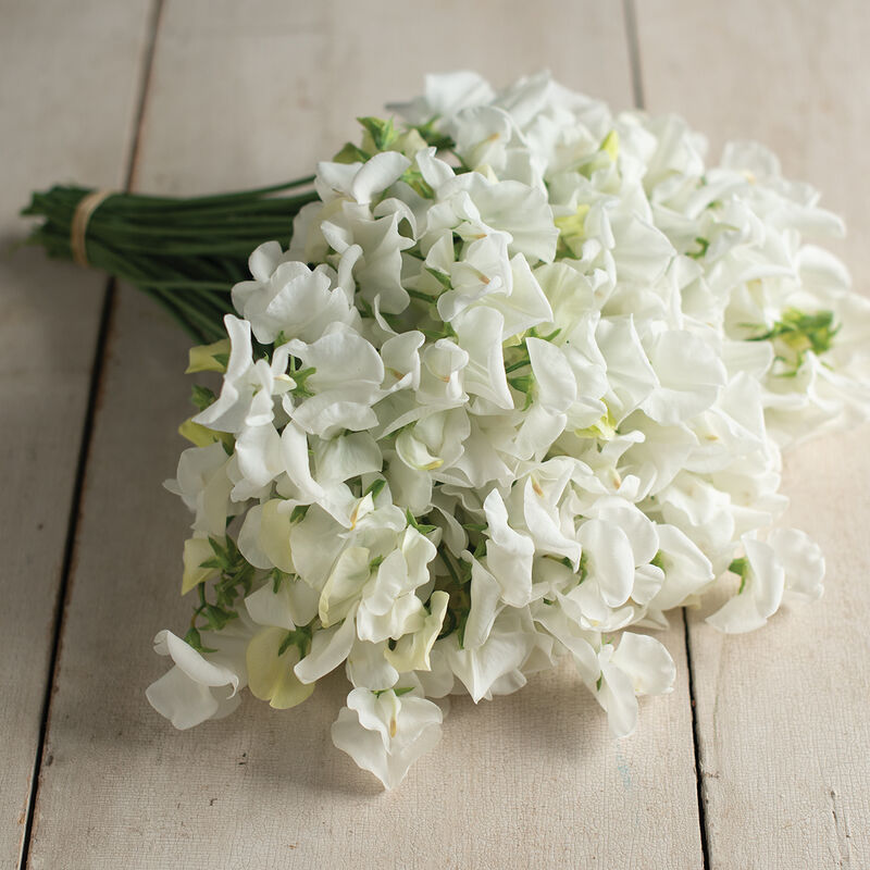 Sweet Pea