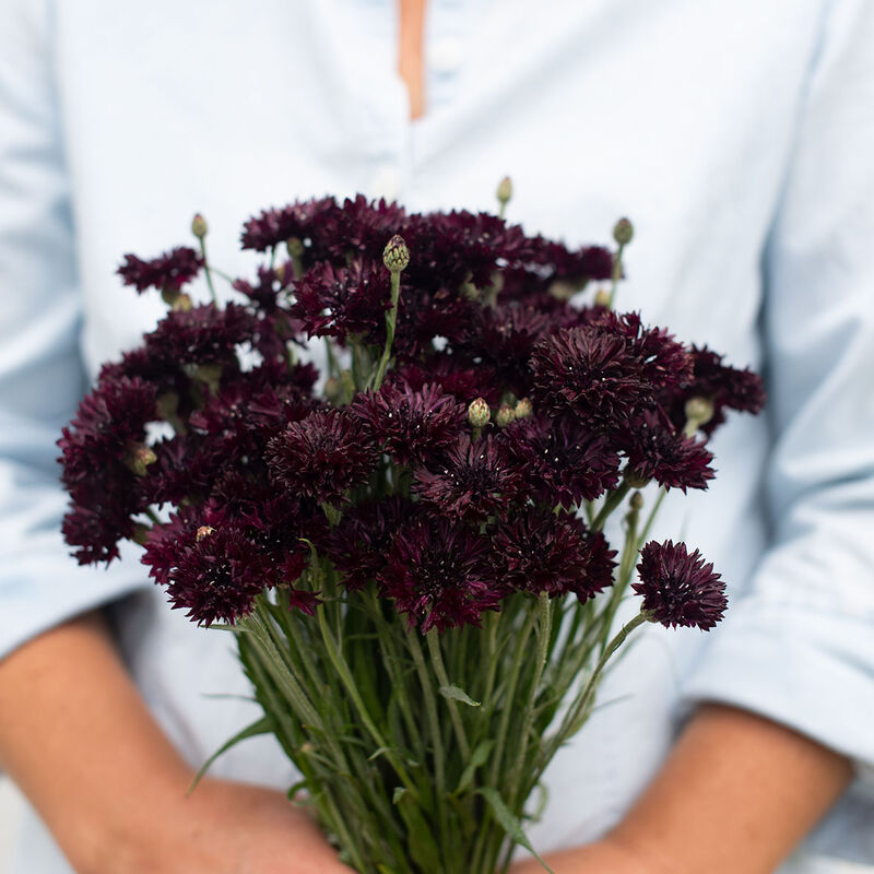 Centaurea 