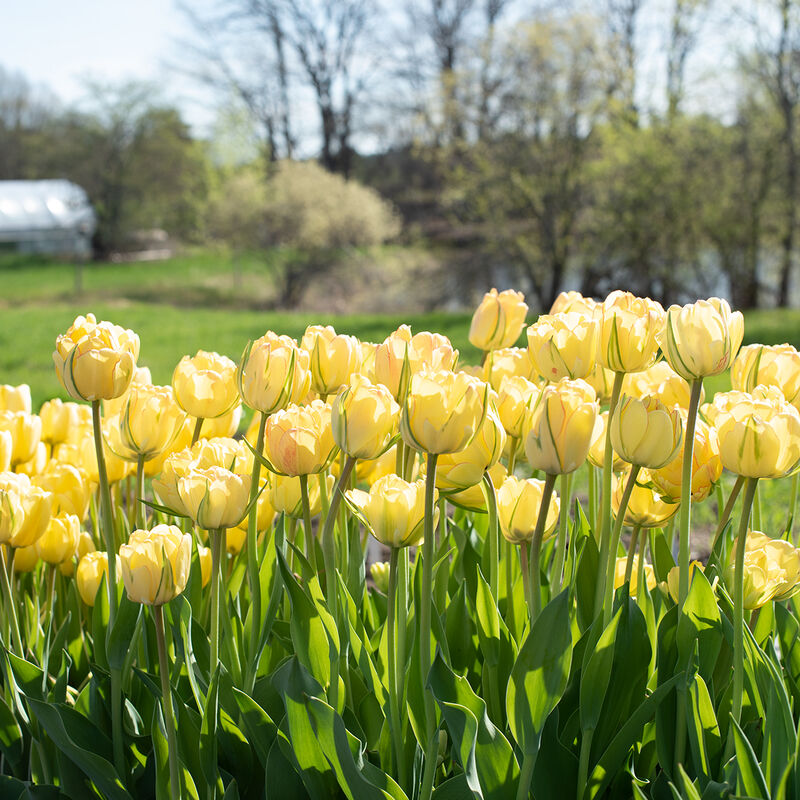 Tulip