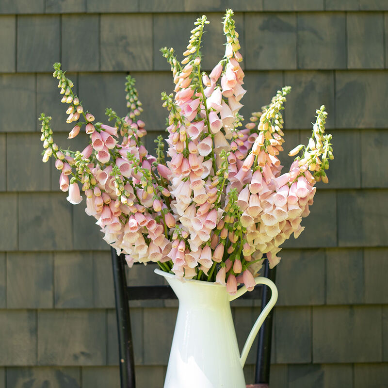 Digitalis