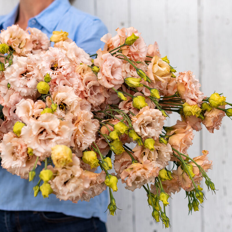 Lisianthus