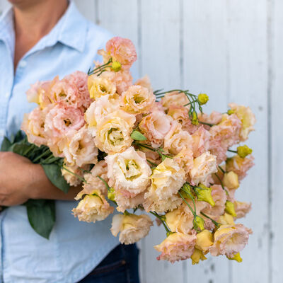 Lisianthus
