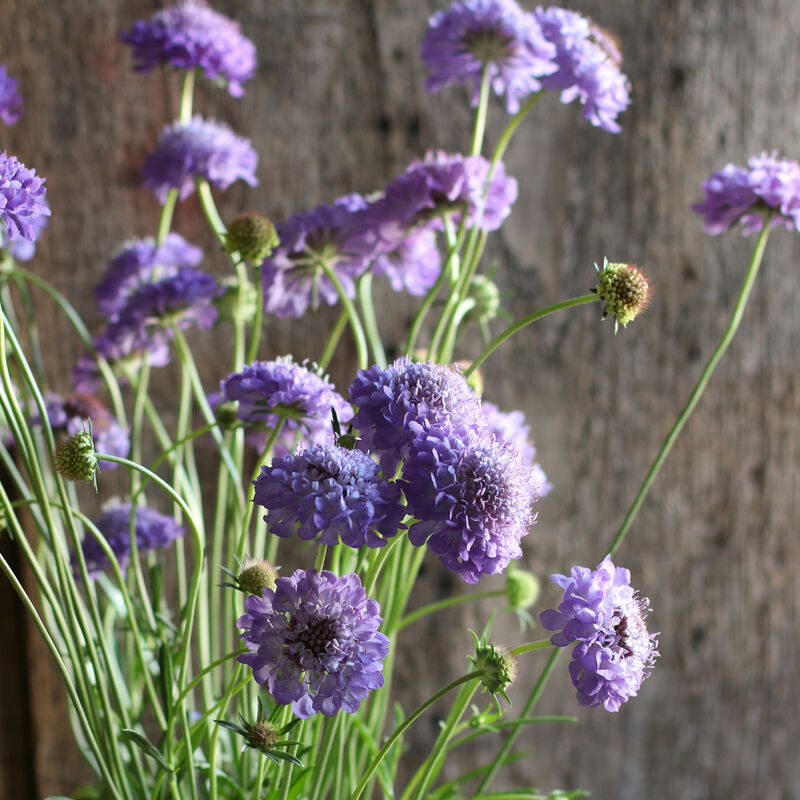 Scabiosa