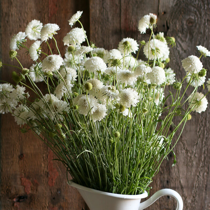Scabiosa