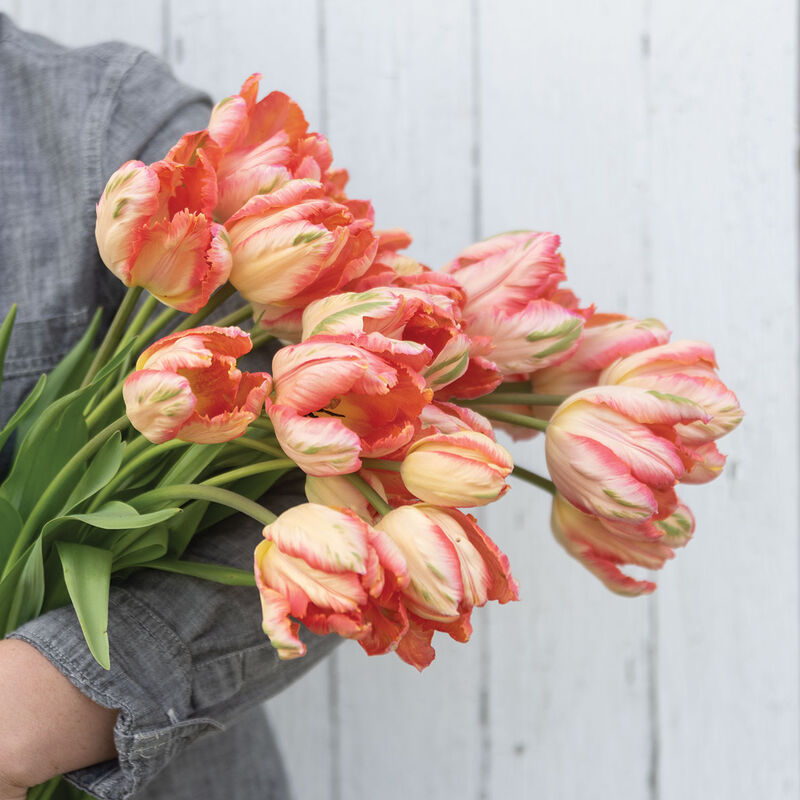 Tulip