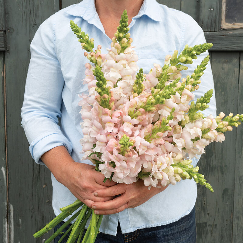 Snapdragon