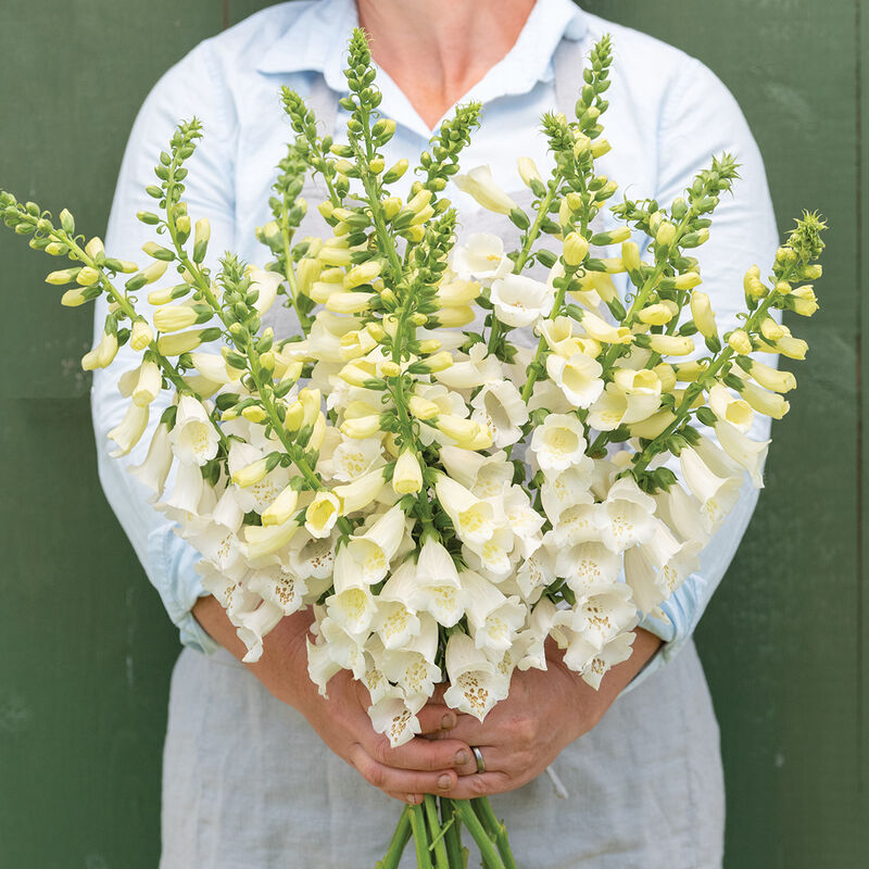 Digitalis