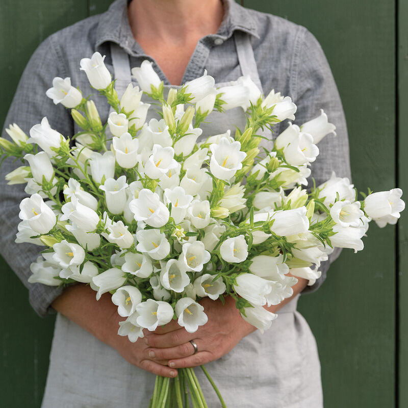 Campanula 