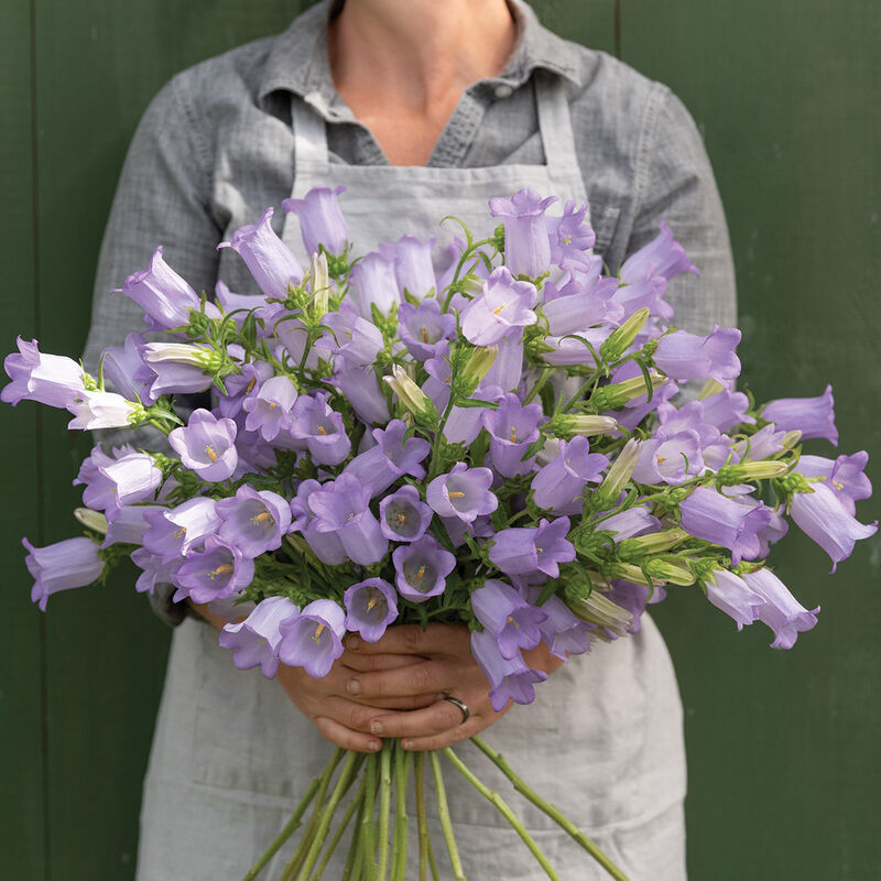 Campanula 