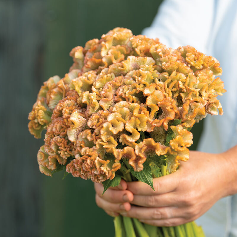 Celosia Turbo Pearl