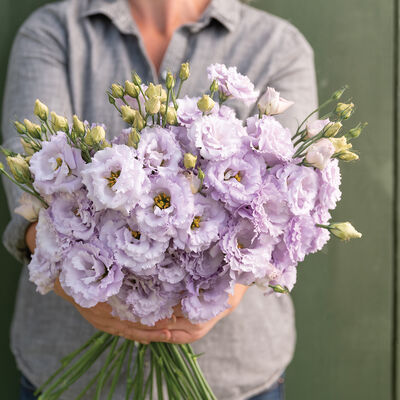 Lisianthus