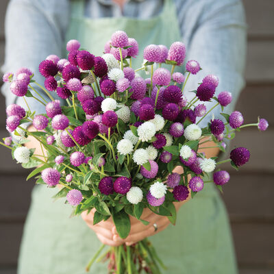 Gomphrena