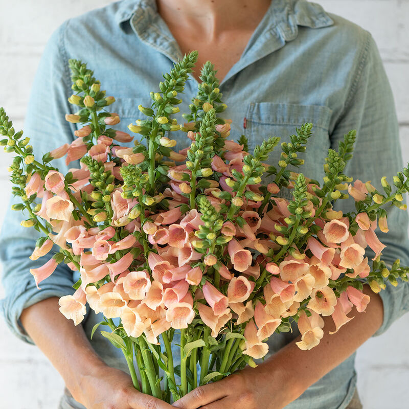 Digitalis
