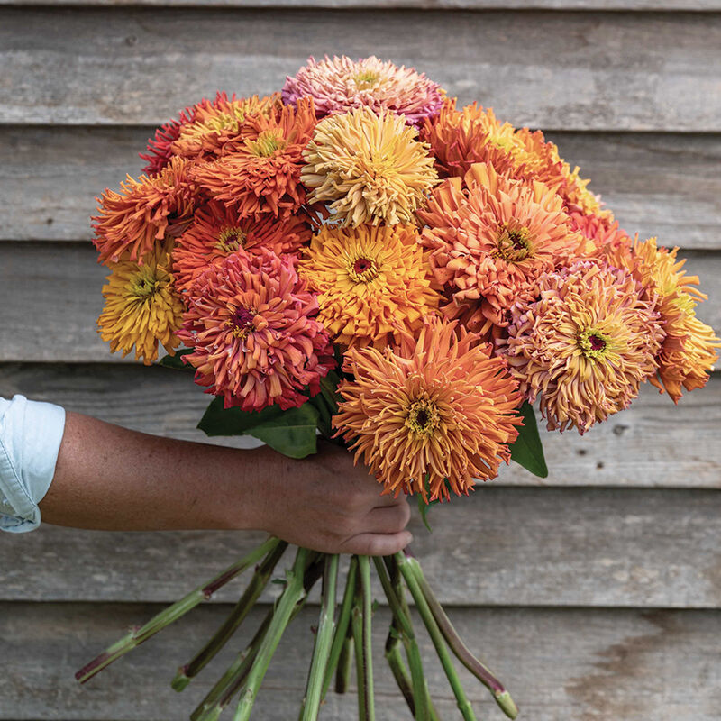 Zinnia