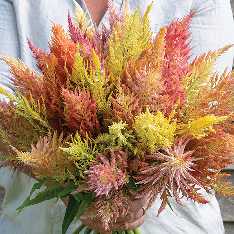 Celosia