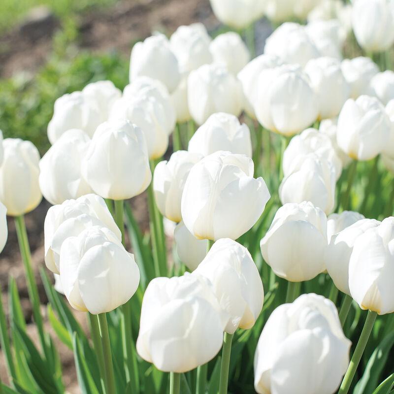 Tulip