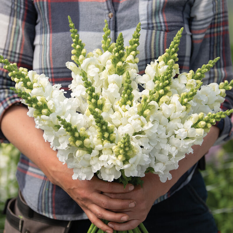 Snapdragon