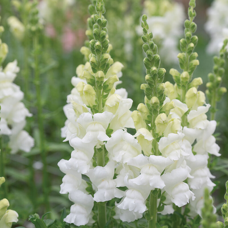 Snapdragon 