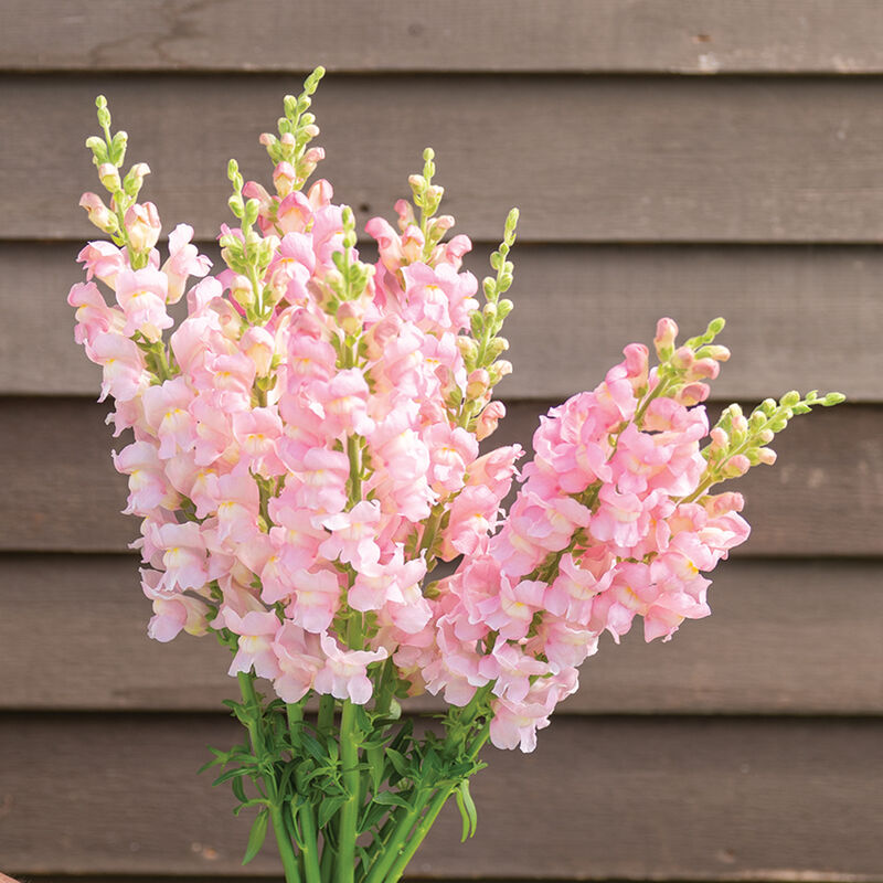Snapdragon