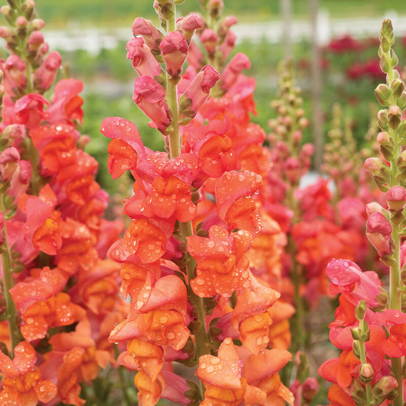 Snapdragon