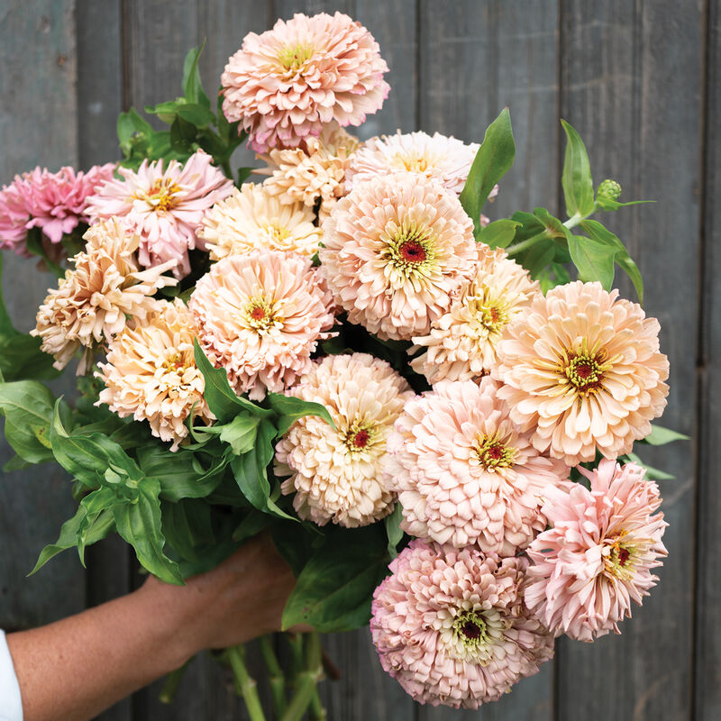 Zinnia
