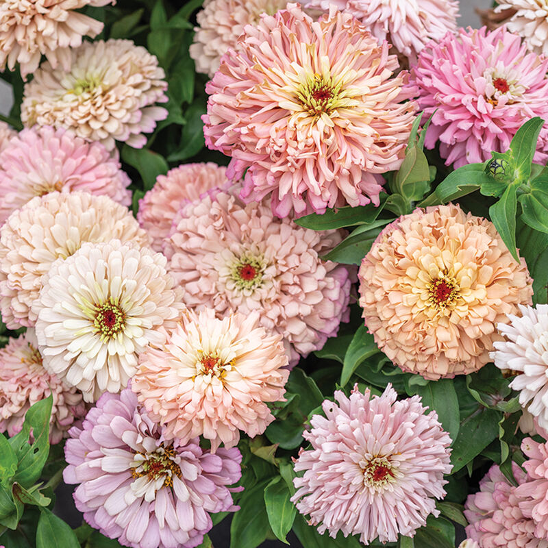 Zinnia