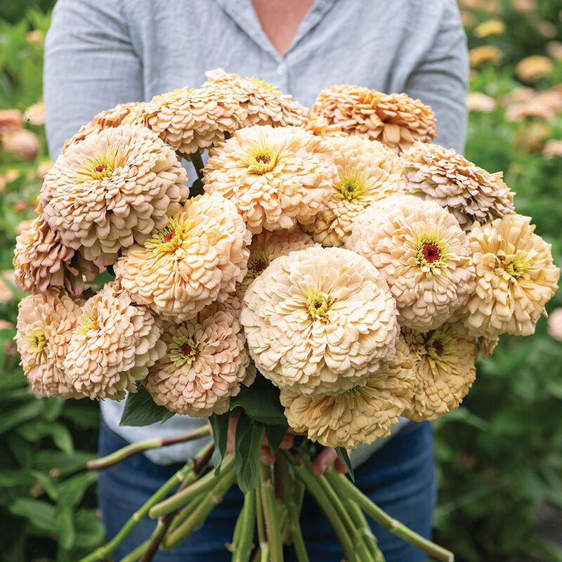 Zinnia 