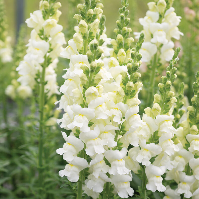 Snapdragon