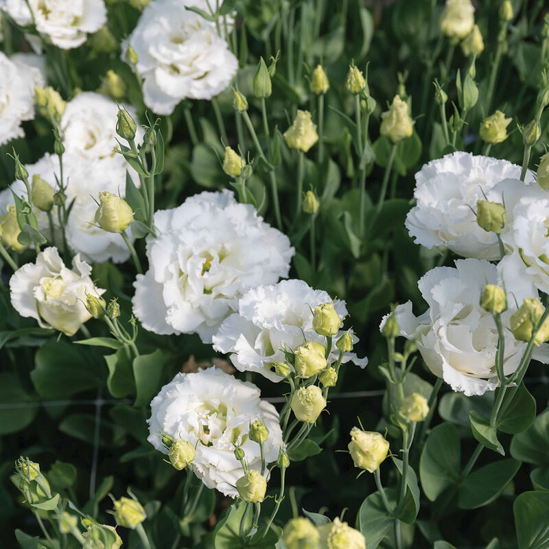 Lisianthus