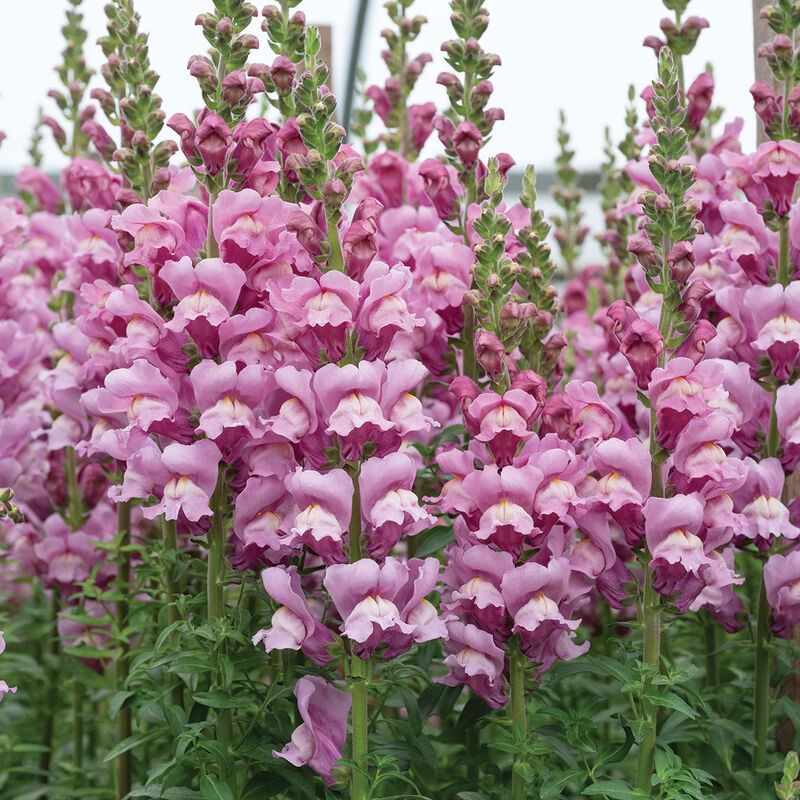 Snapdragon