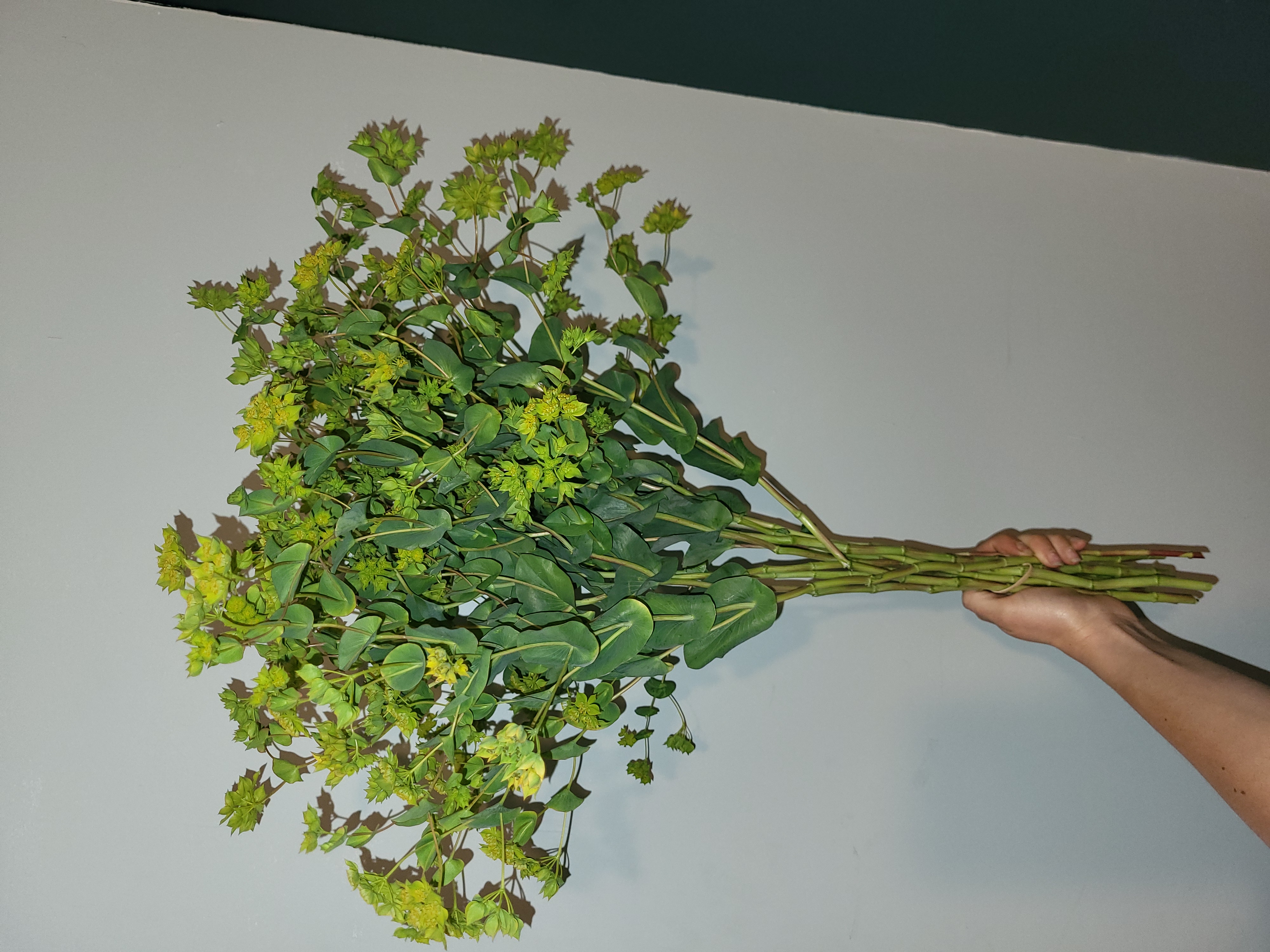 Organic Bupleurum 