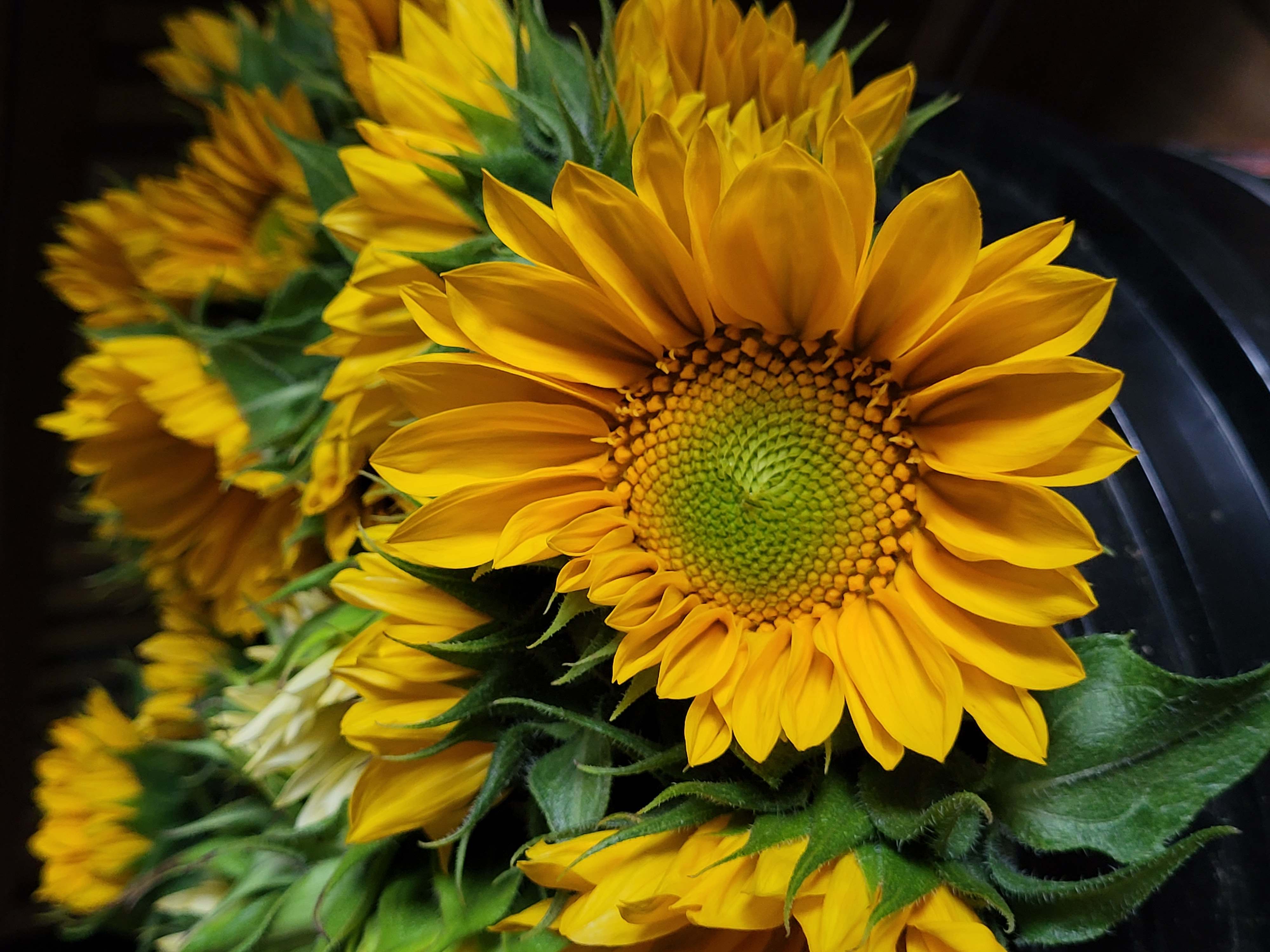 Sunflower 