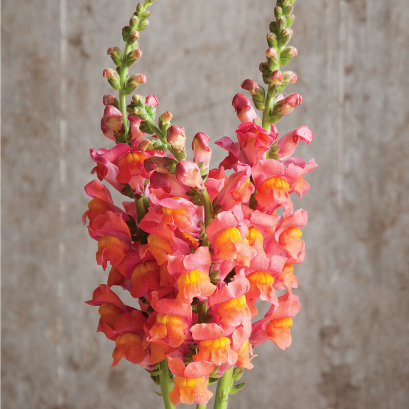 Snapdragon