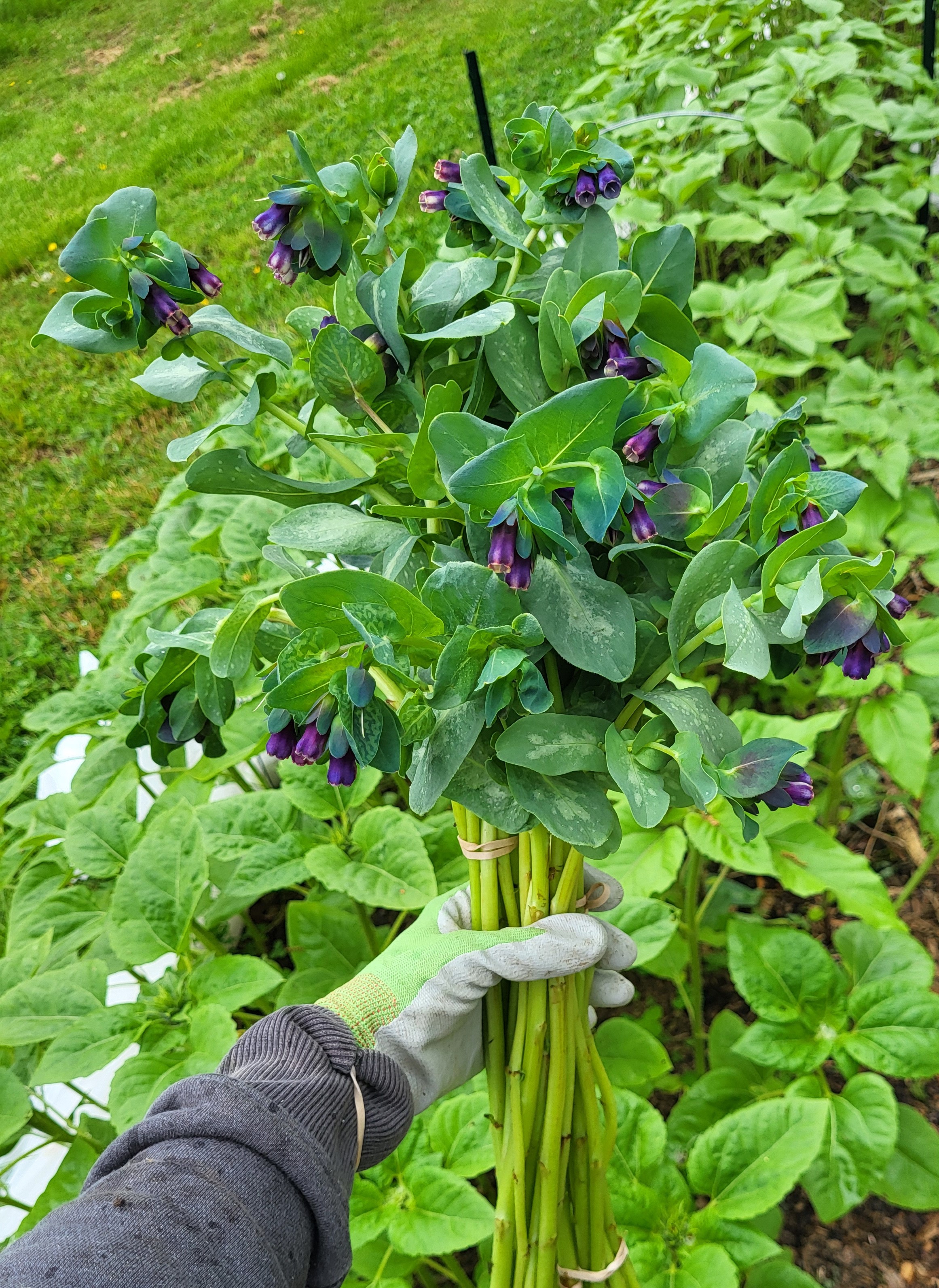 Cerinthe