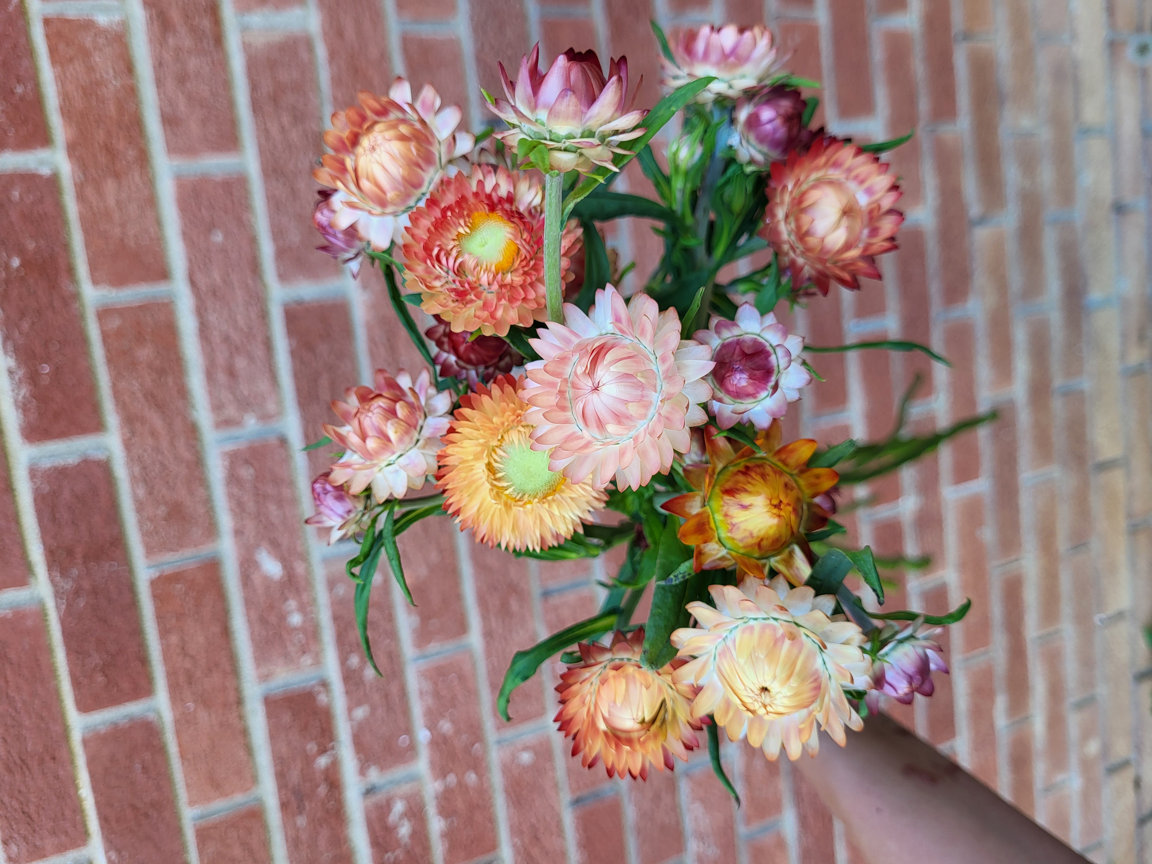 Strawflower 