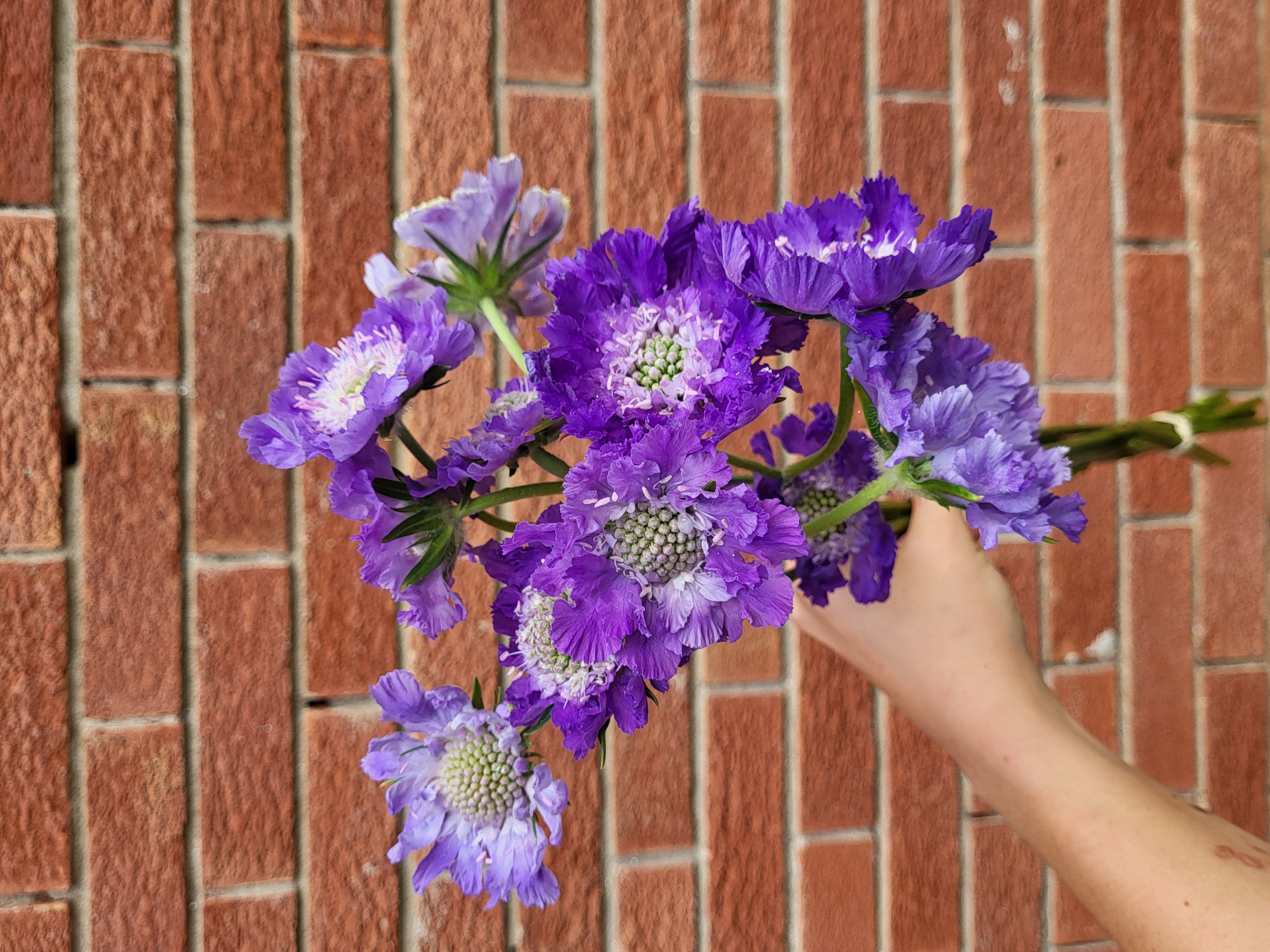 Scabiosa 