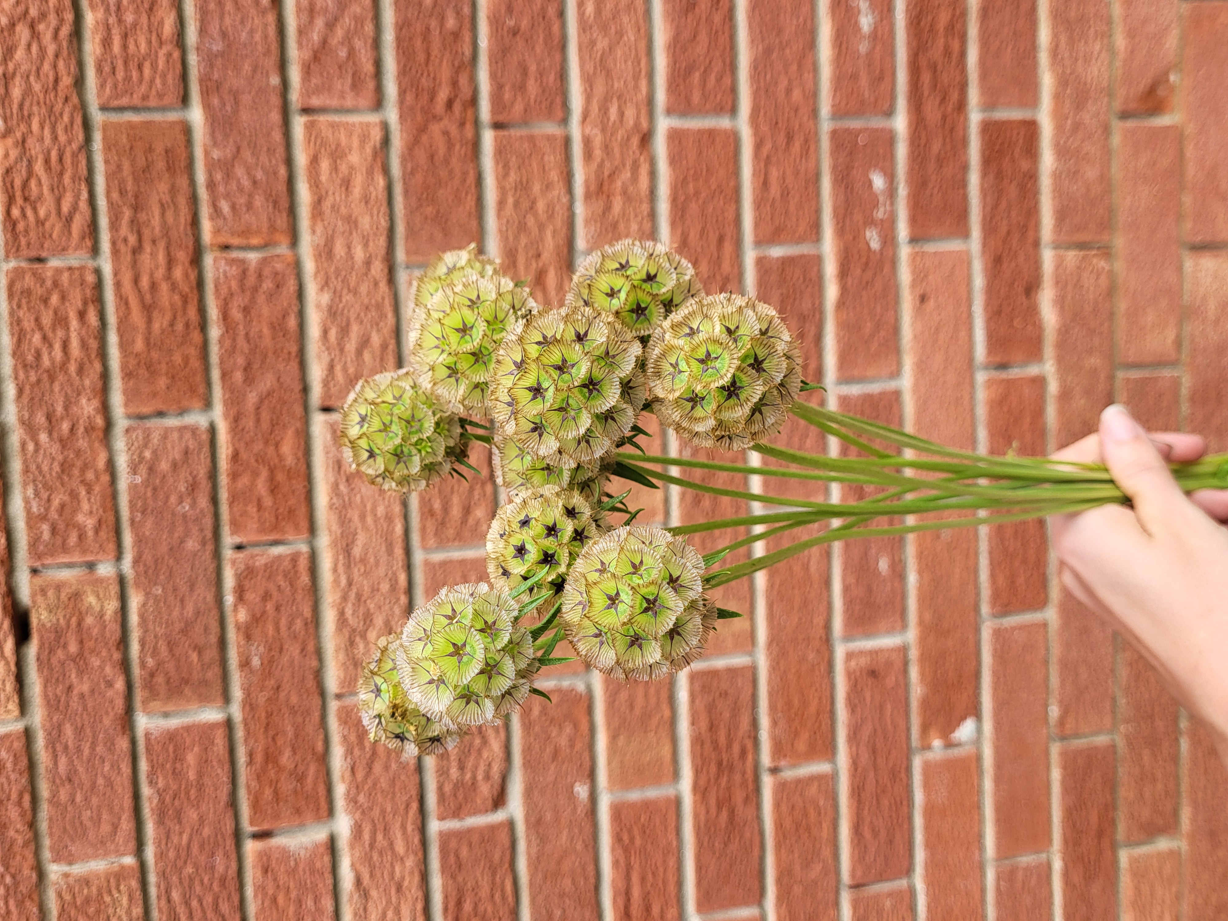 Scabiosa 